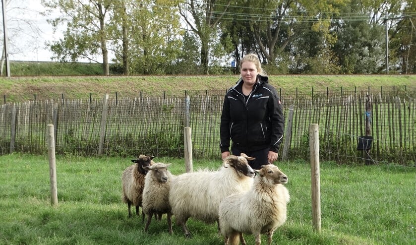 Naast Drentse Heideschapen en Schoonebekers werkt Didi ook met Kempische Heideschapen.