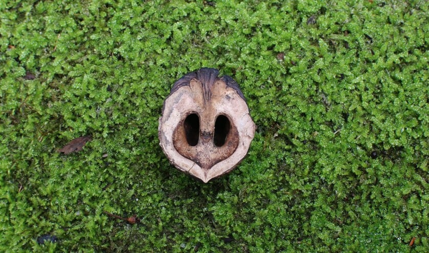 Door midden gekliefde zwarte noot op het mos. (foto: Caroline Elfferich)