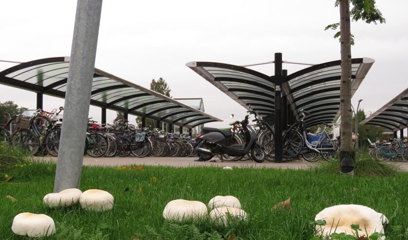 Vermoedelijk zijn dit gewone weidechampignons (foto: Nel Giorgi)