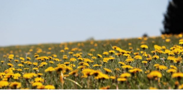Volgens het MeteoGroup-weermodel stijgt de temperatuur naar 12 of 13 graden en het zuidoosten komt zelfs op 14 of 15 graden uit!