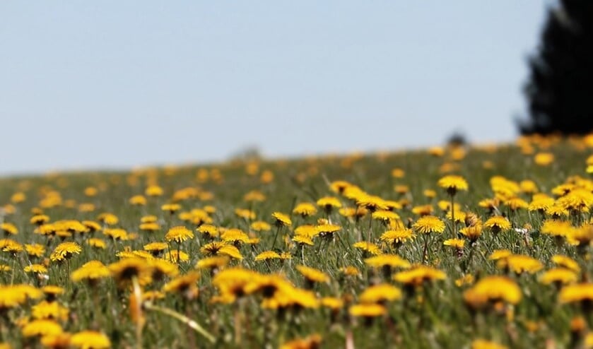 Volgens het MeteoGroup-weermodel stijgt de temperatuur naar 12 of 13 graden en het zuidoosten komt zelfs op 14 of 15 graden uit!