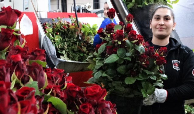 Aneta werkt met veel plezier in de moderne rozenkwekerij en laat trots de 'liefdesroos' zien.