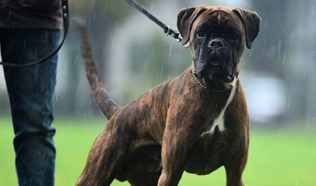 De boxer Ollie doet mee aan de wedstrijd De mooiste hond van Nederland. Stem voor Ollie! Foto: Aad Keus