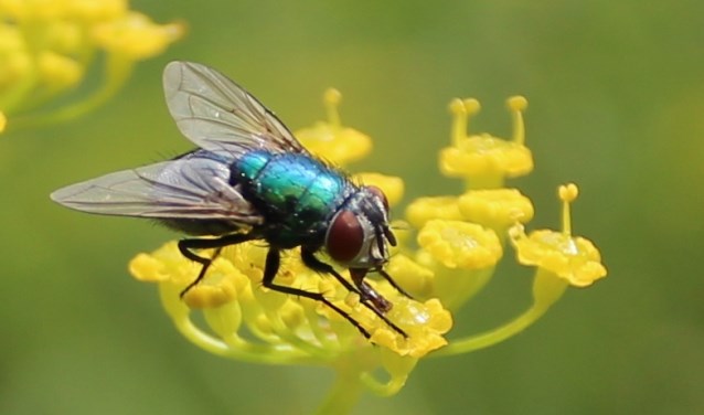 Vaak is 'niets doen' dè manier om de natuur meer ruimte te geven. Groene Keizersvlieg. Tekst en foto: Rob Wiewel 