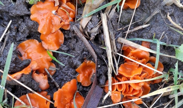 Grote oranje bekerzwammen kunnen circa tien centimeter groot worden (foto: Peter Elfferich)
