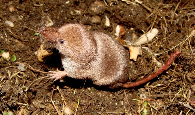 Franse bosspitsmuis. In Nederland hebben bosspitsmuizen een donkerbruine rug en een lichte buik. (foto: Kees Mostert)