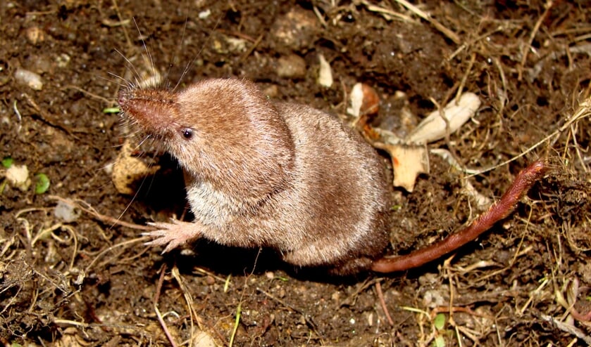 Franse bosspitsmuis. In Nederland hebben bosspitsmuizen een donkerbruine rug en een lichte buik. (foto: Kees Mostert)