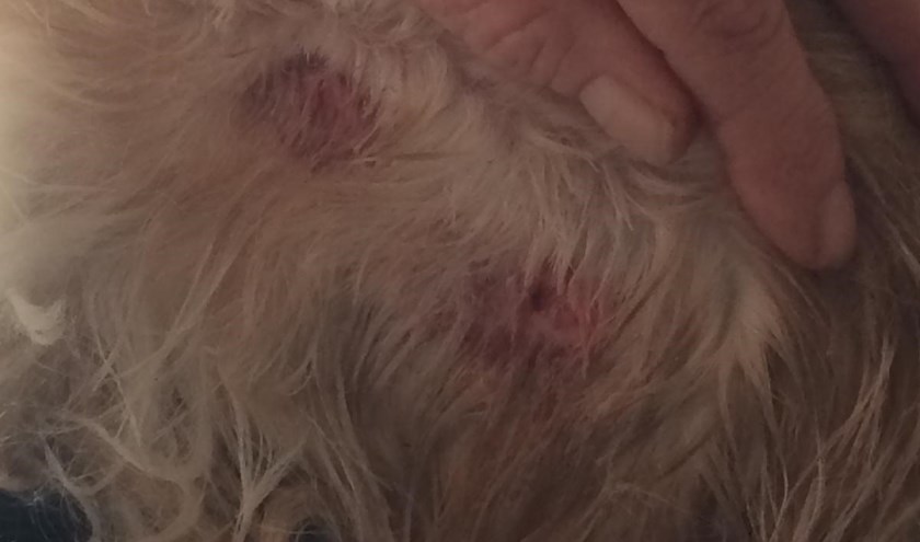 Het hondje gebeten in haar borst en achterpoot.