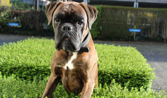Ollie is een zeer mooie, gespierde jonge boxer van 21 maanden en volop in ontwikkeling. Foto: pr