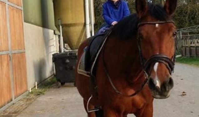 Het paard Bel.