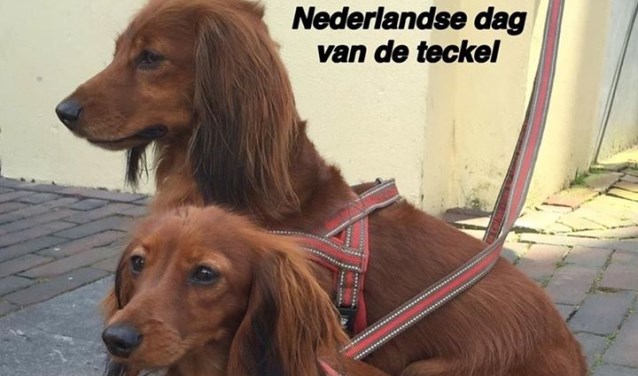 't Dierenparadijs aan de Dorpsstraat 136 organiseert wederom de Nederlandse dag van de Teckel. Foto: Dierenparadijs Zoetermeer