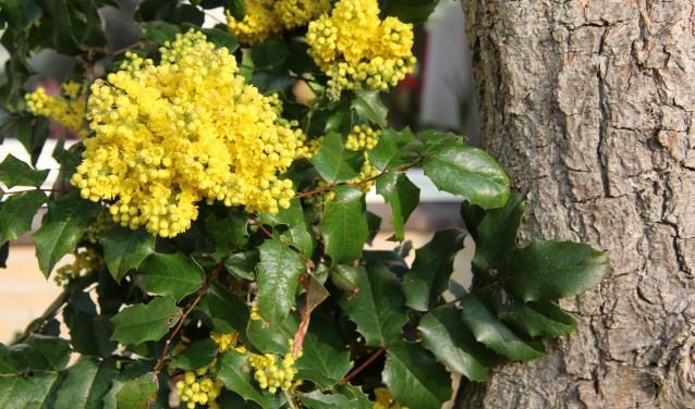 De mahonie heeft zoetgeurende gele bloemen (foto: Caroline Elfferich)