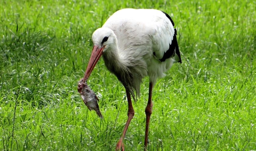 Ooievaars bivakkeren ook in de Groenzoom.