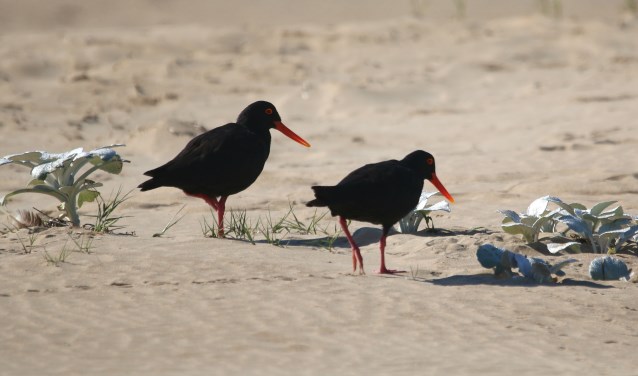 Zuid-Afrikaanse zwarte scholeksters, in Nederland zijn ze zwart met wit. (foto: Peter Elfferich)