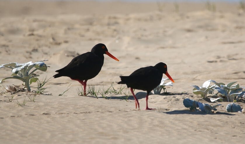 Zuid-Afrikaanse zwarte scholeksters, in Nederland zijn ze zwart met wit. (foto: Peter Elfferich)