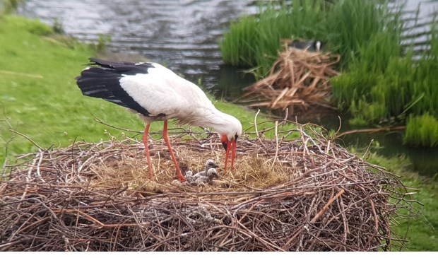 Foto: Caroline Walta - vrijwilliger Haagse Vogelbescherming | Stichting Ooievaars Research & Knowhow