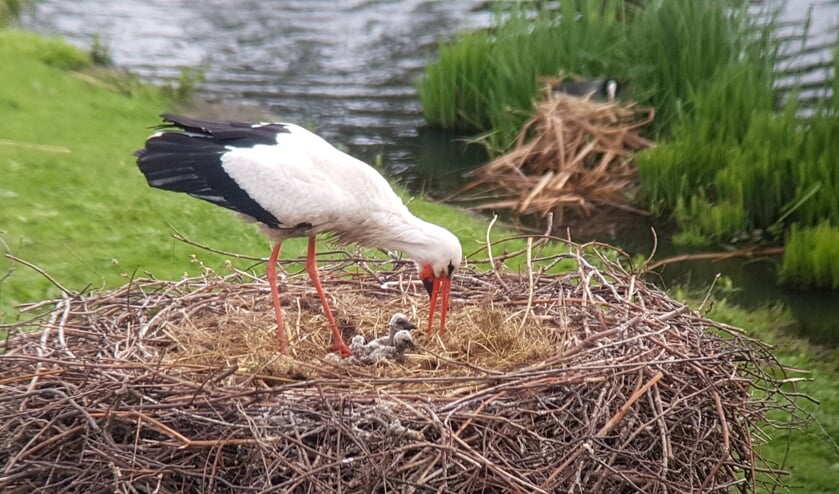Foto: Caroline Walta - vrijwilliger Haagse Vogelbescherming | Stichting Ooievaars Research & Knowhow