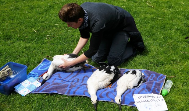 De jonge ooievaars worden geringd en opgemeten (foto: Marian Turkesteen).