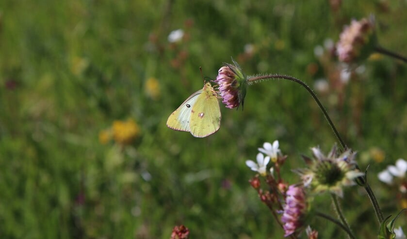 Gele luzernevlinder op een beemdkroon. (foto: Caroline Elfferich)