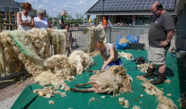 Het schapenscheren is een zware klus. Foto: Jan van Es
