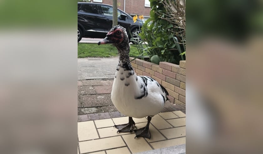 Gijs als vrijgezel in de Emmastraat.