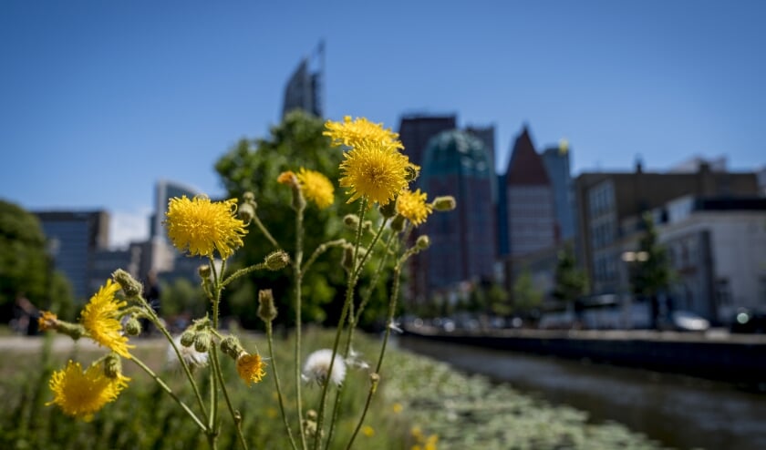 Bloemen leveren niet alleen meer voedsel op voor insecten, maar zorgen ook voor een kleurrijk en herkenbaar beeld. Foto: Gemeente Den Haag