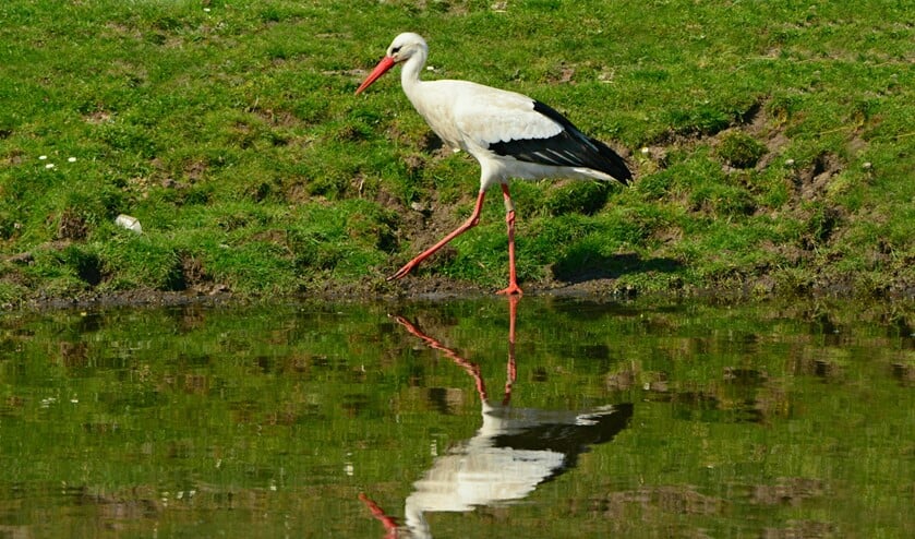 In de Groenzoom is van alles te beleven. Ati Kapteijn zet dit voor haar eigen Weidevogelaars op de kaart.