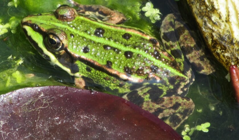 Groene kikkers zijn echte waterdieren en dol op zonnebaden (foto: Jan van der Sman)