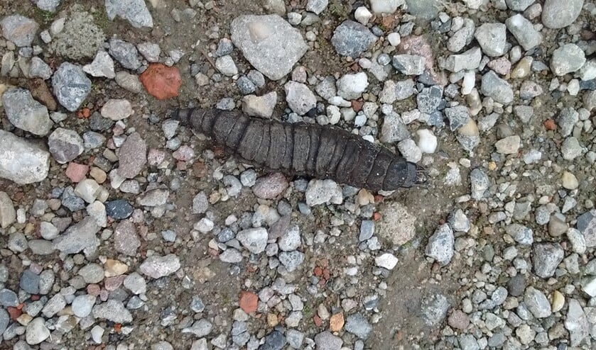 Larve van een grote spinnende watertor (foto: Marieke Elfferich)