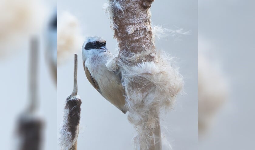 Buidelmees met rups van lisdoddeveertje in de snavel (foto: Adri de Groot)
