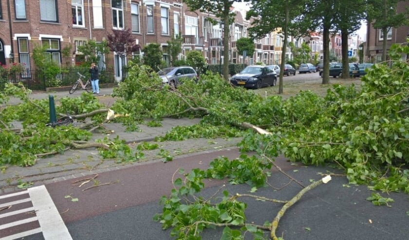 Een voorbeeld van 'takbreuk' bij populieren. Oudere populieren zien er aan de buitenkant vaak gezond uit, maar worden aan de binnenkant zwak waardoor er gemakkelijk grote takken afbreken. Foto: www.denhaag.nl