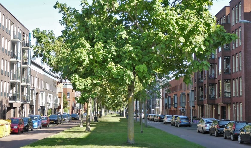 <p>Hoe kan Ypenburg nog meer groeien en bloeien? (Foto: Dick Muijs) </p>