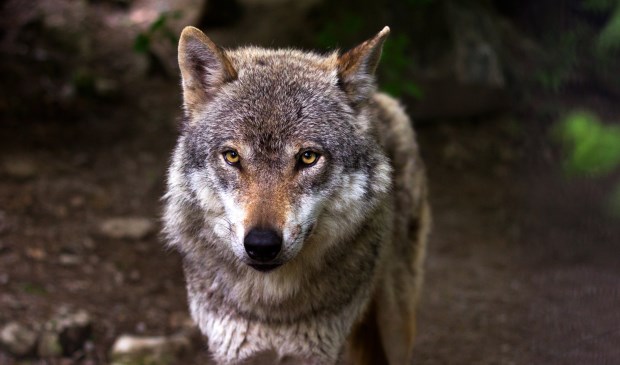 Foto ter illustratie. Dit is niet de wolf uit het bericht.