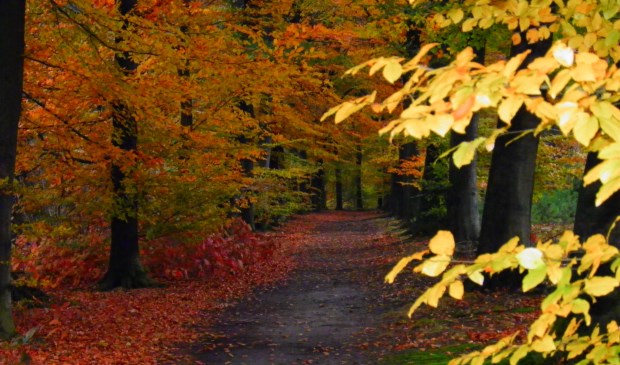 IVN Geysteren-Venray houdt een lezing over bossen en bomen van ijstijd tot nu.