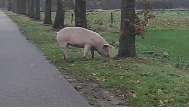 De Venrayse politie bracht een varken terug naar de eigenaar.