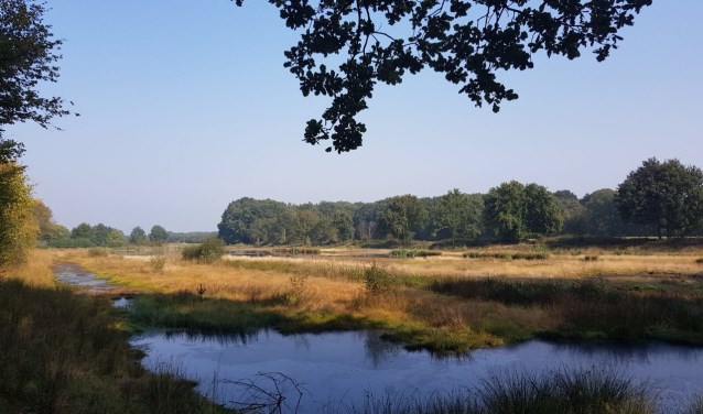 Natuurgebied op den Buus.