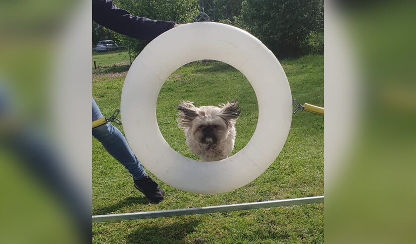 Zondag 26 mei Dag van de Hond, ook bij KC Venray.