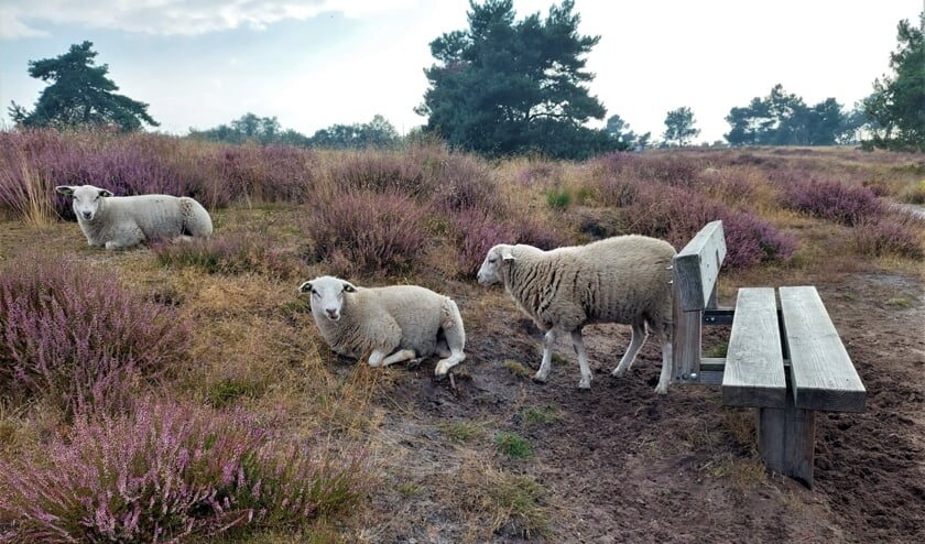 Schaapjes Op Het Quin | MaasduinenCentraal De Regio - Maasduinen ...