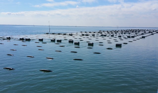 Een zeewierakker, onder water zitten de lijnen waaraan het zeewier groeit. Foto: Seaweed Harvest Holland