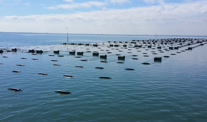 Een zeewierakker, onder water zitten de lijnen waaraan het zeewier groeit. Foto: Seaweed Harvest Holland