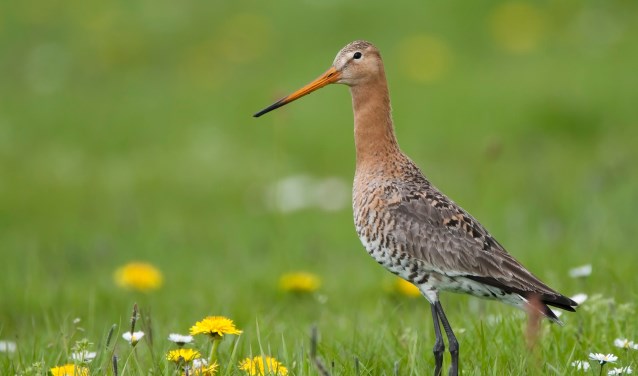 Het aantal grutto's in Nederland is drastisch afgenomen.