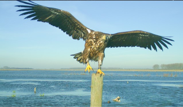 De imposante zeearend is te zien bij het Volkerak. Foto van de webcam.