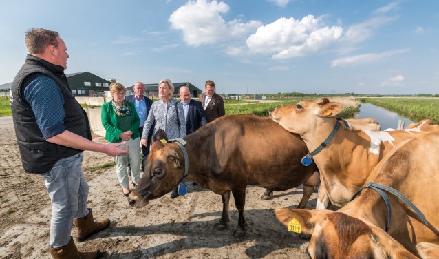 Piet Breen (bij zijn Jersey koeien) in gesprek met EU-parlementslid Annie Schreijer-Pierik en de gemeentelijke delegatie. Foto: Wim van Vossen