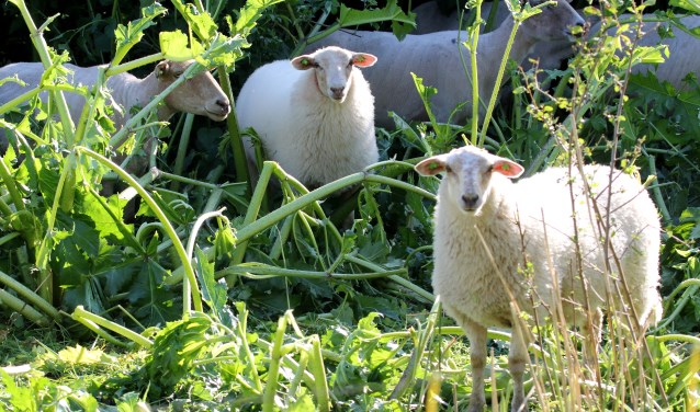 Vrolijke Grazers. Foto: Johan Kreeft
