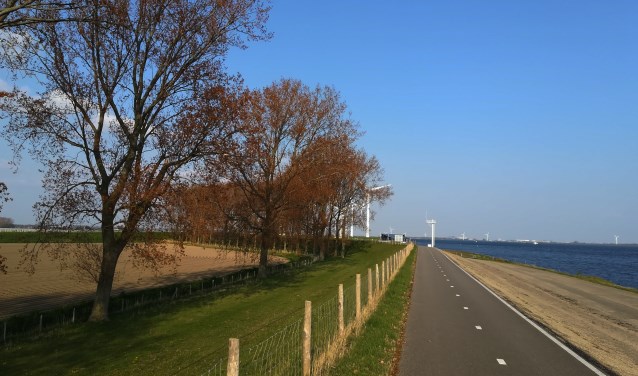 De bomen staan langs de dijk tussen de sluis bij Oude-Tonge en de Galathese haven.