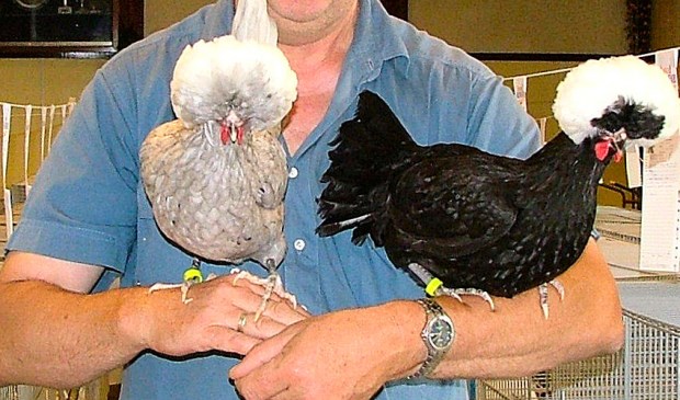 De leraren moesten kippen vangen. |Foto: archief.