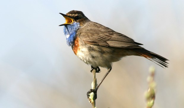 De blauwborst. |Foto: Herman Berkhoudt.