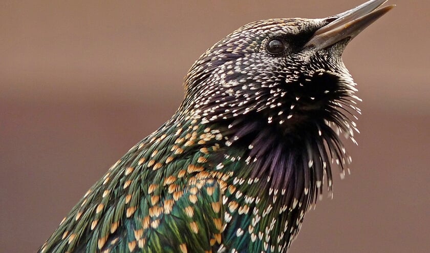 Grote zilverreiger en kievit.