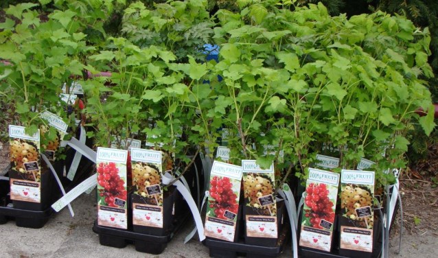 De kinderen van kinderdagverblijf 't Bikkeltje hebben deze fruitbomen geplant samen met wethouder Hans Heddes.