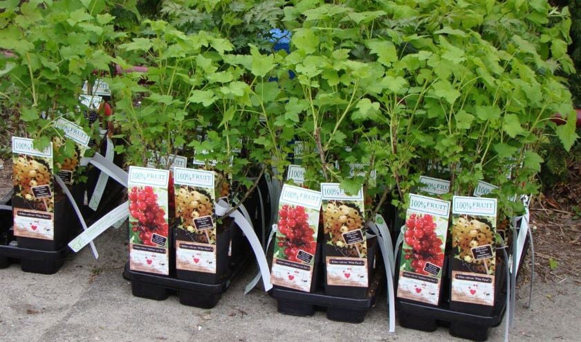 De kinderen van kinderdagverblijf 't Bikkeltje hebben deze fruitbomen geplant samen met wethouder Hans Heddes.